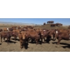 Image 4 : Amber Mountain Farms - 660# May Delivery Heifers - 128 Head (Vauxhall, AB)