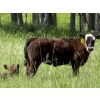 Image 2 : Clarence Koots - 475# November Delivery Heifer Calves - 100 Head (Eckville, AB)