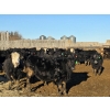 Image 9 : Bircham Ranch - 900# January Delivery Steers - 135 Head (Piapot, SK)