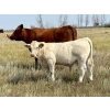 Image 4 : Kokay Farms Ltd. - 675# November Delivery Heifer Calves - 55 Head (Rosemary, AB)