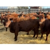 Image 1 : Fox Cattle Co. - 9 Bred Heifers (Pen 441A)
