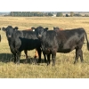 Image 7 : Valley View Ranch - 950# October Delivery Grass Heifers - 150 Head (Strathmore, AB)