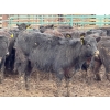 Image 4 : Doerksen Farms - 1000# August Delivery Heifers - 63 Head (Gem, AB)