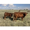 Image 2 : Clear Lake Farming Co. - 650# October Delivery Steer Calves - 60 Head (Stavely, AB)
