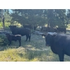 Image 2 : Willow Ranch/Keith & Shelley Ogilvie - 650# October Delivery Steer Calves - 90 Head (Kamloops, BC)