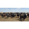 Image 10 : Cattlewood Farms Ltd. - 740# June Delivery Heifers - 145 Head (Fincastle, AB)