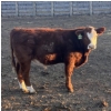 Image 7 : Hawk Ranching - 850# February Weaned Steers - 220 Head (Nanton, AB)