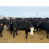 Image 13 : Belle Creek Stock Farms - 765# March Delivery Heifers - 160 Head (Belleview, MB)