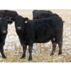 Image 2 : Little Rainbow Ranch - 22 Black & BBF Simm X Angus 3rd Calf Spring Calvers (Moosomin, SK)