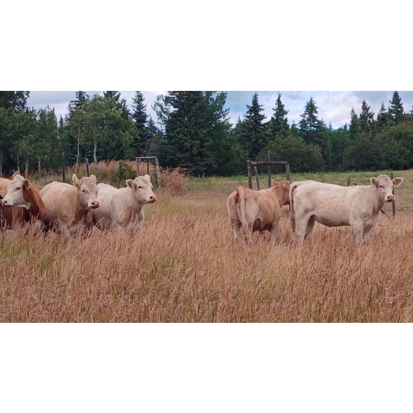 Ootsa Lake Cattle Co. - 825# September Delivery Grass Heifers - 77 Head (Ootsa Lake, BC)