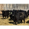 Image 3 : Jordan Livestock - 30 Black Replacement Heifers (Rimbey, AB)