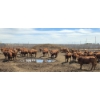 Image 5 : Ripple Rock Ranch - 710# June Delivery Heifers - 88 Head (Fincastle, AB)