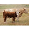 Image 4 : Alvin Sandum Family - 640# Heifer Calves - 98 Head (Hussar, AB)