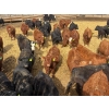 Image 2 : Van Hall Cattle Co. - 930# April Delivery Steers - 185 Head (Scandia, AB)