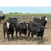 Image 4 : Cunningham Cattle Co. - 900# June Delivery Heifers - 55 Head (Sundre, AB)