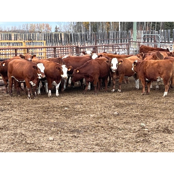 Eastligt Farms - 47 Red Simm X Angus February/March Calving Bred Heifers (Jarvie, AB)