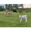 Image 6 : Eagle Creek Ranching Ltd. - 600# October Delivery Heifer Calves - 60 Head (Sundre, AB)