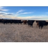 Image 4 : EJB Ranch - 540# November Delivery Steer Calves - 80 Head (Maple Creek, SK)