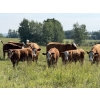 Image 3 : R-Five Simmentals - 800# Sept/Oct Delivery Steer Calves - 75 Head (Hoadley, AB)