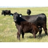 Image 7 : Douglass Bros. Ranching - 580# November Delivery Heifer Calves - 100 Head (Gem, AB)