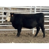 Image 2 : Cornerglen Ranching (Deschamps) - 3 BBF Angus X April/May Calving Bred Heifers (Crestomere, AB)