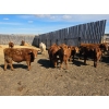 Image 1 : Hecker Farms Ltd. - 660# March Delivery Steers - 25 Head (Piapot, SK)