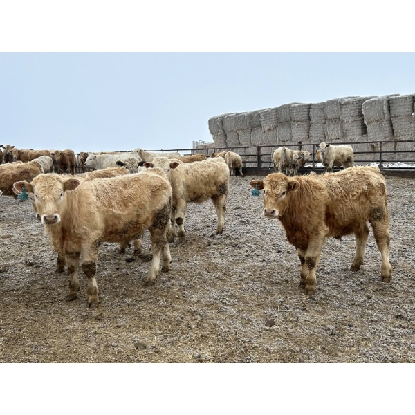 Douglass Agro - 710# February Delivery Weaned Steers - 175 Head (Gem, AB) 