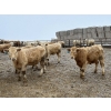 Image 1 : Douglass Agro - 710# February Delivery Weaned Steers - 175 Head (Gem, AB) 