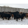 Image 2 : Star Over Bar Ranch Ltd. - 670# December Delivery Weaned Heifers - 25 Head (Biggar, SK)