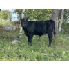 Image 19 : Brandin & Patrick Beasley - 525# October Delivery Steer Calves - 220 Head (Boggy Creek, MB)