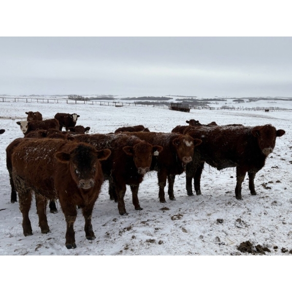 Four Harts Cattle Co. - 940# March/April Delivery Steers - 265 Head (Vermilion, AB)