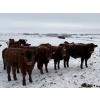 Image 1 : Four Harts Cattle Co. - 940# March/April Delivery Steers - 265 Head (Vermilion, AB)
