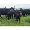 Image 7 : Double J Crop & Cattle Co.  - 650# September Delivery Steer Calves - 80 Head (Rimbey, AB)