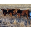 Image 2 : Jeff & Bonnie Resch - 920# November Grass Heifers - 67 Head (Leader, SK)