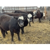 Image 4 : Lake Thelma Farms - 27 BBF/BWF Replacement Heifers (Coronation, AB)