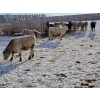 Image 5 : Bauer Ranching - 880# February Weaned Steers - 190 Head (Hilda, AB)