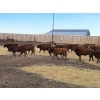 Image 3 : Sierra Colony Farms Ltd. - 650# January Delivery Weaned Steers - 88 Head (Eastend, SK)
