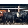 Image 4 : Fridlington Family Farms - 700# March Delivery Heifers - 88 Head (Kersley, BC)