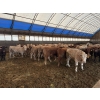 Image 4 : ES Cattle Company - 1000# May Delivery Steers - 62 Head (Eaglesham, AB)