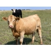 Image 4 : Riverbend Ranch - 1080# September Delivery Grass Steers - 225 Head (Coronation, AB)