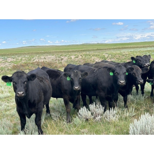 T - T Ranch - 990# September Delivery Grass Steers - 63 Head (Maple Creek, SK)