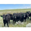 Image 1 : T - T Ranch - 990# September Delivery Grass Steers - 63 Head (Maple Creek, SK)