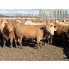 Image 11 : Williamson Farms - 922# April Delivery Heifers - 250 Head (Bow City, AB)