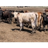 Image 3 : JDC AG - 750# August Delivery Heifers - 80 Head (Yorkton, SK)