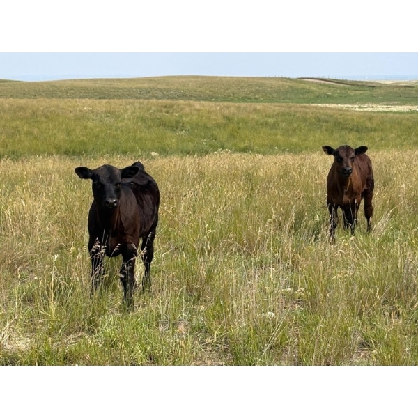 LDD Farms - 575# December Delivery Weaned Steers - 210 Head (Coderre, SK)