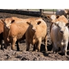 Image 2 : Merlin Torkelson - 925# June Delivery Heifers - 100 Head (Duchess, AB)