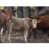 Image 5 : Lindy Greig - 475# October Heifer Calves - 55 Head (Nanton, AB)
