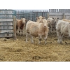 Image 8 : Vossepoel Cattle Co. - 680# December Delivery Weaned Steers - 250 Head (Tilley, AB)