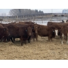 Image 4 : Four Forty Farms - 900# January Weaned Steers - 68 Head (Eckville, AB)