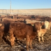 Image 5 : Hawk Ranching - 900# February Weaned Steers - 70 Head (Nanton, AB)